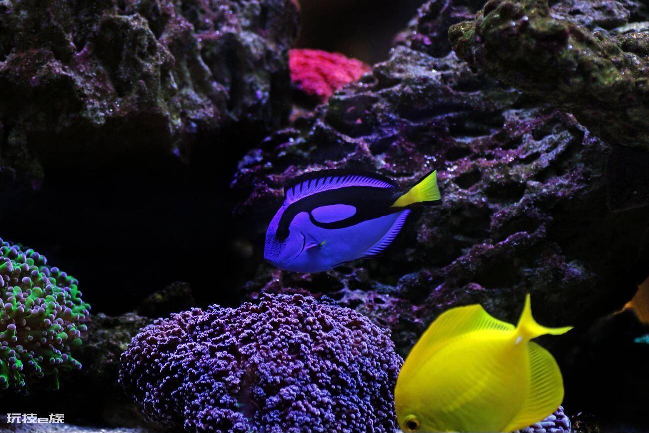多莉是什么鱼品种(蓝吊是水族箱里的标配海水鱼)-图片2